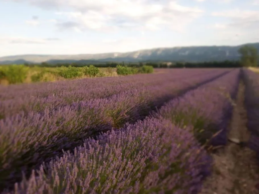 Gite Le Petit Luberon Coquelicot Coustellet