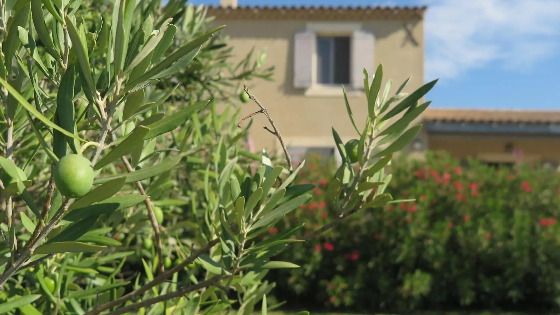 Gite Le Petit Luberon Coquelicot location